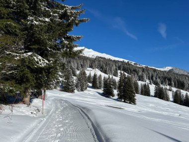 İsviçre Alpleri 'ndeki Valbella ve Lenzerheide tatil beldeleri bölgesinde yürüyüş, yürüyüş, yürüyüş, spor ve dinlenme için mükemmel bir şekilde düzenlenmiş ve temizlenmiş kış patikaları - İsviçre Grison Kantonu, İsviçre (Kanton Graubuenden, Schweiz)