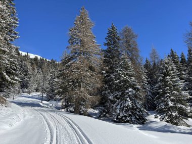 İsviçre Alpleri 'ndeki Valbella ve Lenzerheide tatil beldeleri bölgesinde yürüyüş, yürüyüş, yürüyüş, spor ve dinlenme için mükemmel bir şekilde düzenlenmiş ve temizlenmiş kış patikaları - İsviçre Grison Kantonu, İsviçre (Kanton Graubuenden, Schweiz)