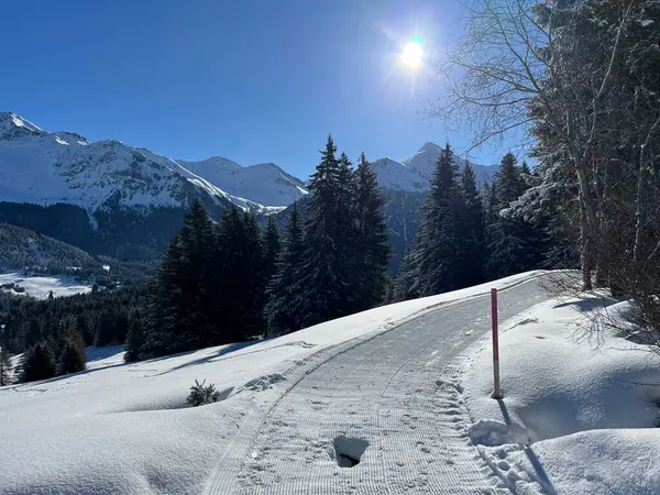 İsviçre Alpleri 'ndeki Valbella ve Lenzerheide tatil beldeleri bölgesinde yürüyüş, yürüyüş, yürüyüş, spor ve dinlenme için mükemmel bir şekilde düzenlenmiş ve temizlenmiş kış patikaları - İsviçre Grison Kantonu, İsviçre (Kanton Graubuenden, Schweiz)