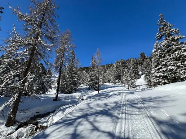 İsviçre Alpleri 'ndeki Valbella ve Lenzerheide tatil beldeleri bölgesinde yürüyüş, yürüyüş, yürüyüş, spor ve dinlenme için mükemmel bir şekilde düzenlenmiş ve temizlenmiş kış patikaları - İsviçre Grison Kantonu, İsviçre (Kanton Graubuenden, Schweiz)