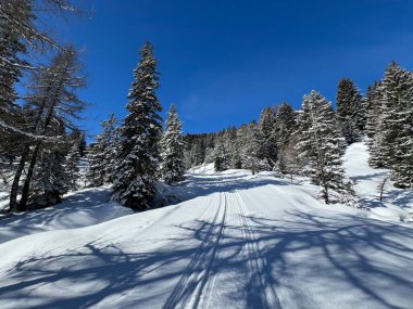 İsviçre Alpleri 'ndeki Valbella ve Lenzerheide tatil beldeleri bölgesinde yürüyüş, yürüyüş, yürüyüş, spor ve dinlenme için mükemmel bir şekilde düzenlenmiş ve temizlenmiş kış patikaları - İsviçre Grison Kantonu, İsviçre (Kanton Graubuenden, Schweiz)