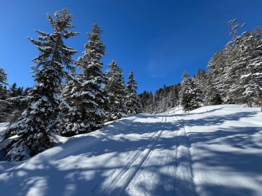 İsviçre Alpleri 'ndeki Valbella ve Lenzerheide tatil beldeleri bölgesinde yürüyüş, yürüyüş, yürüyüş, spor ve dinlenme için mükemmel bir şekilde düzenlenmiş ve temizlenmiş kış patikaları - İsviçre Grison Kantonu, İsviçre (Kanton Graubuenden, Schweiz)