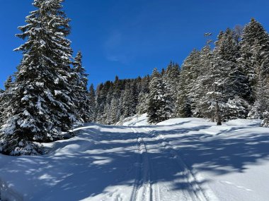 İsviçre Alpleri 'ndeki Valbella ve Lenzerheide tatil beldeleri bölgesinde yürüyüş, yürüyüş, yürüyüş, spor ve dinlenme için mükemmel bir şekilde düzenlenmiş ve temizlenmiş kış patikaları - İsviçre Grison Kantonu, İsviçre (Kanton Graubuenden, Schweiz)