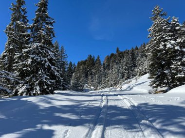 İsviçre Alpleri 'ndeki Valbella ve Lenzerheide tatil beldeleri bölgesinde yürüyüş, yürüyüş, yürüyüş, spor ve dinlenme için mükemmel bir şekilde düzenlenmiş ve temizlenmiş kış patikaları - İsviçre Grison Kantonu, İsviçre (Kanton Graubuenden, Schweiz)