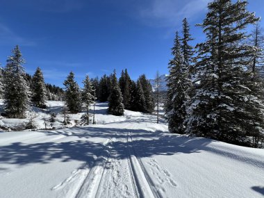 İsviçre Alpleri 'ndeki Valbella ve Lenzerheide tatil beldeleri bölgesinde yürüyüş, yürüyüş, yürüyüş, spor ve dinlenme için mükemmel bir şekilde düzenlenmiş ve temizlenmiş kış patikaları - İsviçre Grison Kantonu, İsviçre (Kanton Graubuenden, Schweiz)