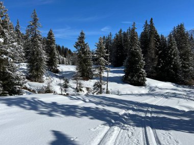 İsviçre Alpleri 'ndeki Valbella ve Lenzerheide tatil beldeleri bölgesinde yürüyüş, yürüyüş, yürüyüş, spor ve dinlenme için mükemmel bir şekilde düzenlenmiş ve temizlenmiş kış patikaları - İsviçre Grison Kantonu, İsviçre (Kanton Graubuenden, Schweiz)