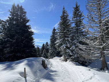 İsviçre Alpleri 'ndeki Valbella ve Lenzerheide tatil beldeleri bölgesinde yürüyüş, yürüyüş, yürüyüş, spor ve dinlenme için mükemmel bir şekilde düzenlenmiş ve temizlenmiş kış patikaları - İsviçre Grison Kantonu, İsviçre (Kanton Graubuenden, Schweiz)
