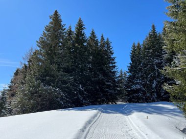 İsviçre Alpleri 'ndeki Valbella ve Lenzerheide tatil beldeleri bölgesinde yürüyüş, yürüyüş, yürüyüş, spor ve dinlenme için mükemmel bir şekilde düzenlenmiş ve temizlenmiş kış patikaları - İsviçre Grison Kantonu, İsviçre (Kanton Graubuenden, Schweiz)