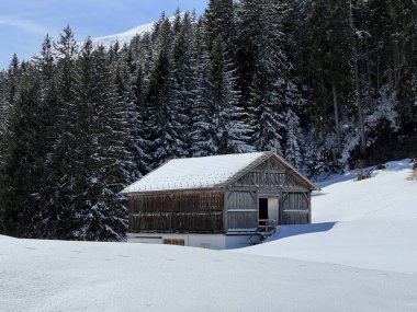 İsviçre Alpleri 'ndeki Valbella ve Lenzerheide tatil beldelerinin kış ortamlarında eski İsviçre kırsal mimarisi ve alp çiftlik hayvanları çiftlikleri - İsviçre Grison Kantonu, İsviçre (Kanton Graubuenden, Schweiz)