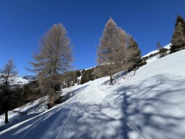 İsviçre Alplerindeki Valbella ve Lenzerheide (Kanton Graubuenden, Schweiz) tatil beldeleri bölgesinde yürüyüş, yürüyüş, yürüyüş, spor ve dinlenme için mükemmel bir şekilde düzenlenmiş ve temizlenmiş kış patikaları.)