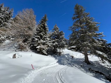 İsviçre Alplerindeki Valbella ve Lenzerheide (Kanton Graubuenden, Schweiz) tatil beldeleri bölgesinde yürüyüş, yürüyüş, yürüyüş, spor ve dinlenme için mükemmel bir şekilde düzenlenmiş ve temizlenmiş kış patikaları.)