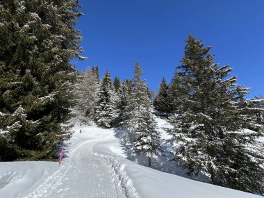 İsviçre Alplerindeki Valbella ve Lenzerheide (Kanton Graubuenden, Schweiz) tatil beldeleri bölgesinde yürüyüş, yürüyüş, yürüyüş, spor ve dinlenme için mükemmel bir şekilde düzenlenmiş ve temizlenmiş kış patikaları.)