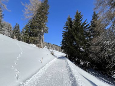 İsviçre Alplerindeki Valbella ve Lenzerheide (Kanton Graubuenden, Schweiz) tatil beldeleri bölgesinde yürüyüş, yürüyüş, yürüyüş, spor ve dinlenme için mükemmel bir şekilde düzenlenmiş ve temizlenmiş kış patikaları.)