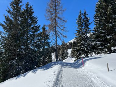İsviçre Alplerindeki Valbella ve Lenzerheide (Kanton Graubuenden, Schweiz) tatil beldeleri bölgesinde yürüyüş, yürüyüş, yürüyüş, spor ve dinlenme için mükemmel bir şekilde düzenlenmiş ve temizlenmiş kış patikaları.)