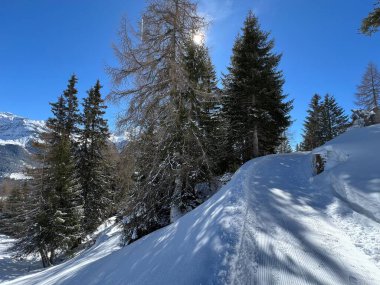 İsviçre Alplerindeki Valbella ve Lenzerheide (Kanton Graubuenden, Schweiz) tatil beldeleri bölgesinde yürüyüş, yürüyüş, yürüyüş, spor ve dinlenme için mükemmel bir şekilde düzenlenmiş ve temizlenmiş kış patikaları.)