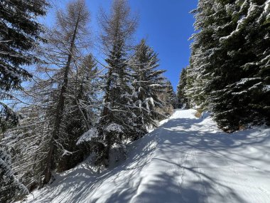 İsviçre Alplerindeki Valbella ve Lenzerheide (Kanton Graubuenden, Schweiz) tatil beldeleri bölgesinde yürüyüş, yürüyüş, yürüyüş, spor ve dinlenme için mükemmel bir şekilde düzenlenmiş ve temizlenmiş kış patikaları.)