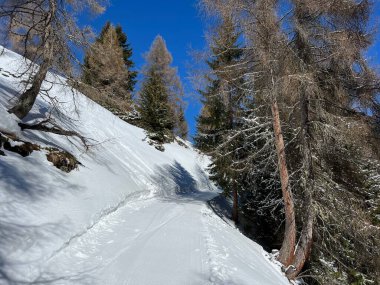 İsviçre Alplerindeki Valbella ve Lenzerheide (Kanton Graubuenden, Schweiz) tatil beldeleri bölgesinde yürüyüş, yürüyüş, yürüyüş, spor ve dinlenme için mükemmel bir şekilde düzenlenmiş ve temizlenmiş kış patikaları.)