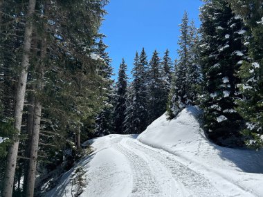 İsviçre Alplerindeki Valbella ve Lenzerheide (Kanton Graubuenden, Schweiz) tatil beldeleri bölgesinde yürüyüş, yürüyüş, yürüyüş, spor ve dinlenme için mükemmel bir şekilde düzenlenmiş ve temizlenmiş kış patikaları.)