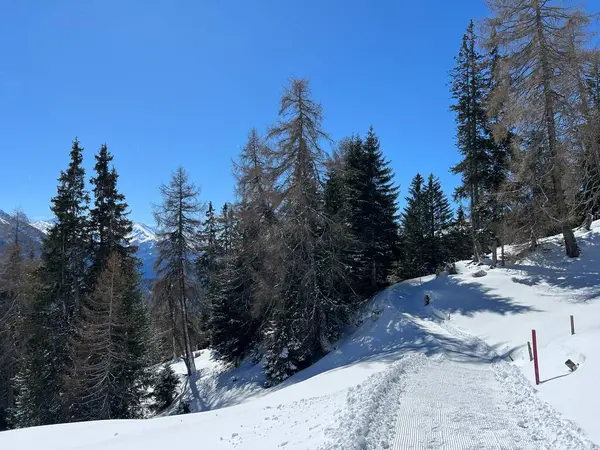 İsviçre Alplerindeki Valbella ve Lenzerheide (Kanton Graubuenden, Schweiz) tatil beldeleri bölgesinde yürüyüş, yürüyüş, yürüyüş, spor ve dinlenme için mükemmel bir şekilde düzenlenmiş ve temizlenmiş kış patikaları.)