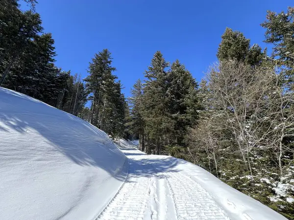 İsviçre Alplerindeki Valbella ve Lenzerheide (Kanton Graubuenden, Schweiz) tatil beldeleri bölgesinde yürüyüş, yürüyüş, yürüyüş, spor ve dinlenme için mükemmel bir şekilde düzenlenmiş ve temizlenmiş kış patikaları.)