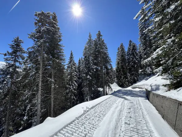 İsviçre Alplerindeki Valbella ve Lenzerheide (Kanton Graubuenden, Schweiz) tatil beldeleri bölgesinde yürüyüş, yürüyüş, yürüyüş, spor ve dinlenme için mükemmel bir şekilde düzenlenmiş ve temizlenmiş kış patikaları.)