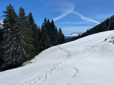 İsviçre Alpleri 'ndeki Valbella ve Lenzerheide tatil beldelerinin üzerindeki kar yağışı sonrası harika kış yürüyüş yolları ve izler İsviçre' nin Grison Kantonu (Kanton Graubuenden, Schweiz)