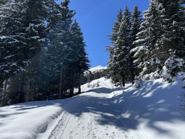 İsviçre Alpleri 'ndeki Valbella ve Lenzerheide tatil beldeleri bölgesinde yürüyüş, yürüyüş, yürüyüş, spor ve dinlenme için mükemmel bir şekilde düzenlenmiş ve temizlenmiş kış patikaları - İsviçre Grison Kantonu, İsviçre (Kanton Graubuenden, Schweiz)