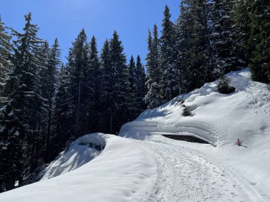İsviçre Alpleri 'ndeki Valbella ve Lenzerheide tatil beldeleri bölgesinde yürüyüş, yürüyüş, yürüyüş, spor ve dinlenme için mükemmel bir şekilde düzenlenmiş ve temizlenmiş kış patikaları - İsviçre Grison Kantonu, İsviçre (Kanton Graubuenden, Schweiz)