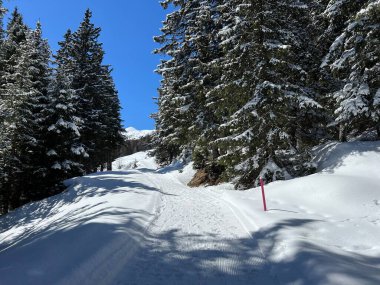İsviçre Alpleri 'ndeki Valbella ve Lenzerheide tatil beldeleri bölgesinde yürüyüş, yürüyüş, yürüyüş, spor ve dinlenme için mükemmel bir şekilde düzenlenmiş ve temizlenmiş kış patikaları - İsviçre Grison Kantonu, İsviçre (Kanton Graubuenden, Schweiz)
