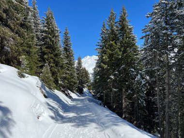 İsviçre Alpleri 'ndeki Valbella ve Lenzerheide tatil beldeleri bölgesinde yürüyüş, yürüyüş, yürüyüş, spor ve dinlenme için mükemmel bir şekilde düzenlenmiş ve temizlenmiş kış patikaları - İsviçre Grison Kantonu, İsviçre (Kanton Graubuenden, Schweiz)