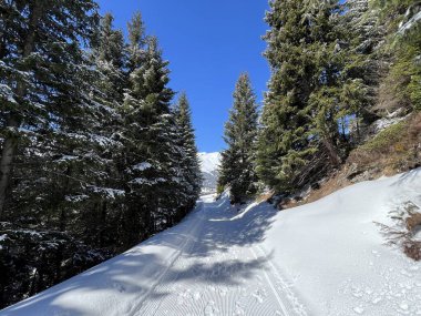 İsviçre Alpleri 'ndeki Valbella ve Lenzerheide tatil beldeleri bölgesinde yürüyüş, yürüyüş, yürüyüş, spor ve dinlenme için mükemmel bir şekilde düzenlenmiş ve temizlenmiş kış patikaları - İsviçre Grison Kantonu, İsviçre (Kanton Graubuenden, Schweiz)