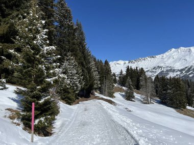 İsviçre Alpleri 'ndeki Valbella ve Lenzerheide tatil beldeleri bölgesinde yürüyüş, yürüyüş, yürüyüş, spor ve dinlenme için mükemmel bir şekilde düzenlenmiş ve temizlenmiş kış patikaları - İsviçre Grison Kantonu, İsviçre (Kanton Graubuenden, Schweiz)