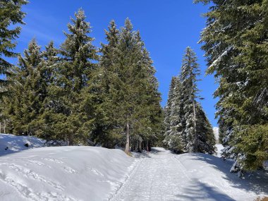 İsviçre Alpleri 'ndeki Valbella ve Lenzerheide tatil beldeleri bölgesinde yürüyüş, yürüyüş, yürüyüş, spor ve dinlenme için mükemmel bir şekilde düzenlenmiş ve temizlenmiş kış patikaları - İsviçre Grison Kantonu, İsviçre (Kanton Graubuenden, Schweiz)
