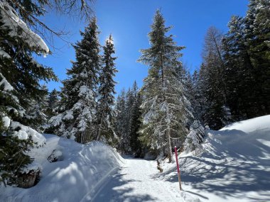İsviçre Alpleri 'ndeki Valbella ve Lenzerheide tatil beldeleri bölgesinde yürüyüş, yürüyüş, yürüyüş, spor ve dinlenme için mükemmel bir şekilde düzenlenmiş ve temizlenmiş kış patikaları - İsviçre Grison Kantonu, İsviçre (Kanton Graubuenden, Schweiz)