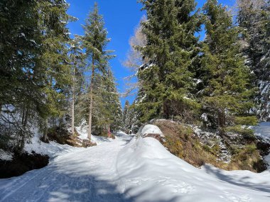 İsviçre Alpleri 'ndeki Valbella ve Lenzerheide tatil beldeleri bölgesinde yürüyüş, yürüyüş, yürüyüş, spor ve dinlenme için mükemmel bir şekilde düzenlenmiş ve temizlenmiş kış patikaları - İsviçre Grison Kantonu, İsviçre (Kanton Graubuenden, Schweiz)