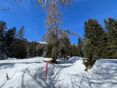 İsviçre Alpleri 'ndeki Valbella ve Lenzerheide tatil beldeleri bölgesinde yürüyüş, yürüyüş, yürüyüş, spor ve dinlenme için mükemmel bir şekilde düzenlenmiş ve temizlenmiş kış patikaları - İsviçre Grison Kantonu, İsviçre (Kanton Graubuenden, Schweiz)