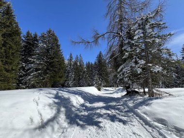 İsviçre Alpleri 'ndeki Valbella ve Lenzerheide tatil beldeleri bölgesinde yürüyüş, yürüyüş, yürüyüş, spor ve dinlenme için mükemmel bir şekilde düzenlenmiş ve temizlenmiş kış patikaları - İsviçre Grison Kantonu, İsviçre (Kanton Graubuenden, Schweiz)