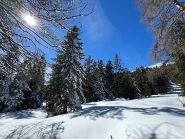İsviçre Alpleri 'ndeki Valbella ve Lenzerheide tatil beldeleri bölgesinde yürüyüş, yürüyüş, yürüyüş, spor ve dinlenme için mükemmel bir şekilde düzenlenmiş ve temizlenmiş kış patikaları - İsviçre Grison Kantonu, İsviçre (Kanton Graubuenden, Schweiz)