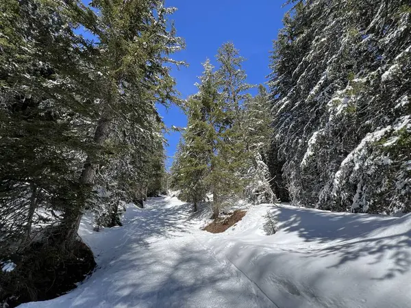 İsviçre Alpleri 'ndeki Valbella ve Lenzerheide tatil beldeleri bölgesinde yürüyüş, yürüyüş, yürüyüş, spor ve dinlenme için mükemmel bir şekilde düzenlenmiş ve temizlenmiş kış patikaları - İsviçre Grison Kantonu, İsviçre (Kanton Graubuenden, Schweiz)