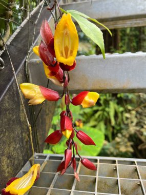 Zürih Üniversitesi, İsviçre / Botanischer Garten der Universitat Zürih (Botanischer Garten der Universitaet Zuerich, Schweiz)