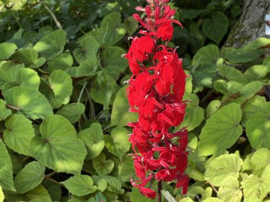 Zürih Üniversitesi, İsviçre / Botanischer Garten der Universitat Zürih (Botanischer Garten der Universitaet Zuerich, Schweiz)