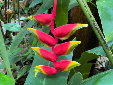 Heliconia rostrata, Asma ıstakoz pençesi veya cennet sahte kuş - Botanik Bahçesi Zürih veya Botanischer Garten Zuerich, İsviçre