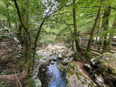 Sava Bohinjka nehri çevresindeki ormanlarla yaz ve alçak su seviyesi - Bohinjska Bistrica, Slovenya (Fluss Sava Bohinjka mit umliegenden Waeldern im Sommer - Slowenien)