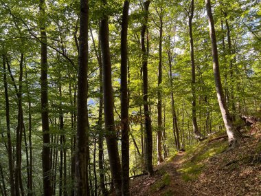 Fratarica kanyonu, Log pod Mangartom (Triglav Ulusal Parkı, Slovenya) - Mesani listopadni gozd na alpskih pobocjih kanjona potoka Fratarica