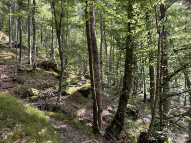 Fratarica kanyonu, Log pod Mangartom (Triglav Ulusal Parkı, Slovenya) - Mesani listopadni gozd na alpskih pobocjih kanjona potoka Fratarica