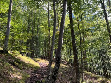 Fratarica kanyonu, Log pod Mangartom (Triglav Ulusal Parkı, Slovenya) - Mesani listopadni gozd na alpskih pobocjih kanjona potoka Fratarica