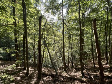Fratarica kanyonu, Log pod Mangartom (Triglav Ulusal Parkı, Slovenya) - Mesani listopadni gozd na alpskih pobocjih kanjona potoka Fratarica