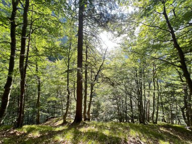 Fratarica kanyonu, Log pod Mangartom (Triglav Ulusal Parkı, Slovenya) - Mesani listopadni gozd na alpskih pobocjih kanjona potoka Fratarica