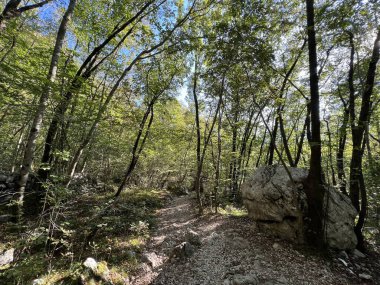 Boka dere kanyonunun (Bovec, Slovenya) Alp yamaçlarında karışık yaprak döken orman - Laubmischwald an den alpinen Haengen der Boka Bach - Mesani listopadni gozd na alpskih pobocjih potoka Boka