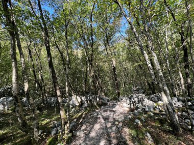 Boka dere kanyonunun (Bovec, Slovenya) Alp yamaçlarında karışık yaprak döken orman - Laubmischwald an den alpinen Haengen der Boka Bach - Mesani listopadni gozd na alpskih pobocjih potoka Boka